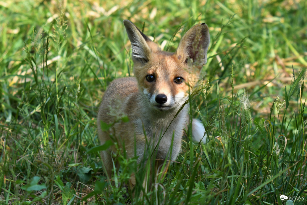 Vuki