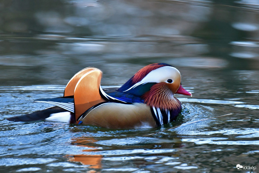 Mandarinréce