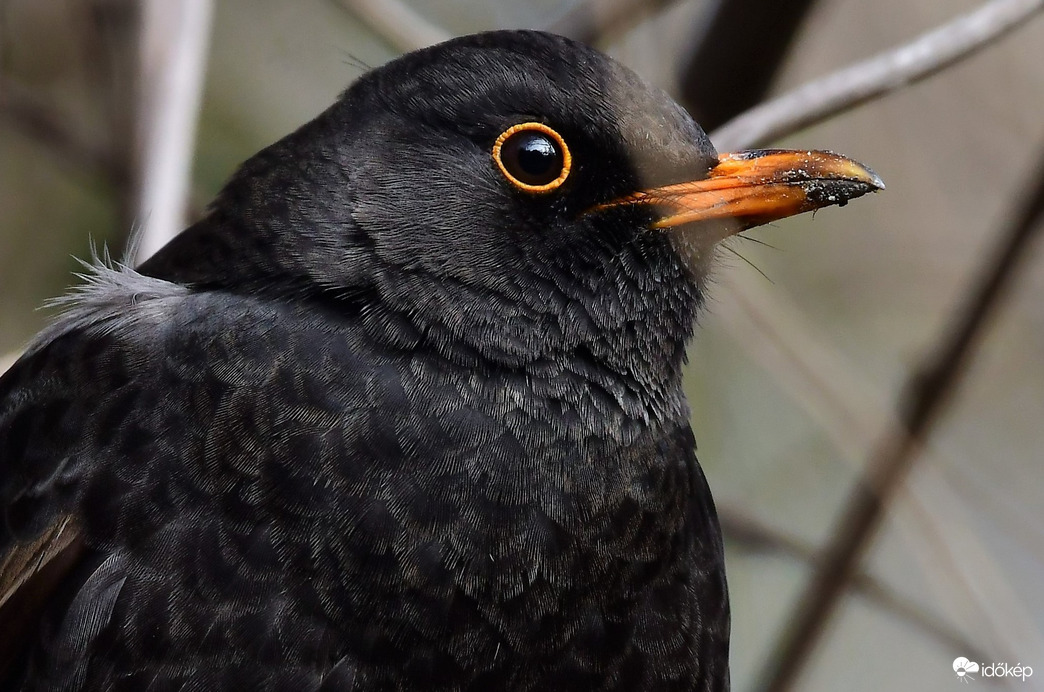 Fekete rigó portré 