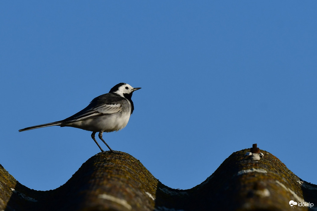Megjöttek a barázdabillegetők