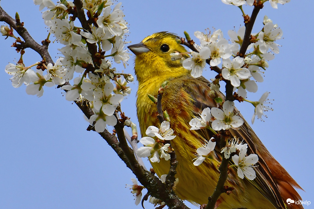 Citromsármány virágos ágon