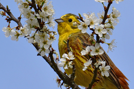Citromsármány virágos ágon