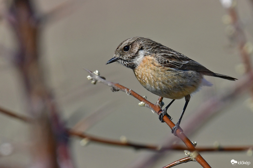 Csukné frissen és üdén megérkezett