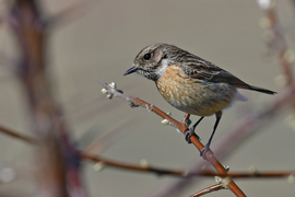 Csukné frissen és üdén megérkezett