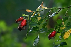 Pirosló csipkebogyó 