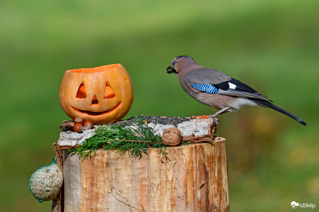 Kérsz egy szotyit tökfej?  :))