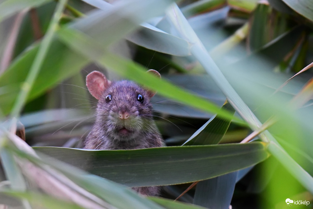 Vándorpatkány a nádasban 