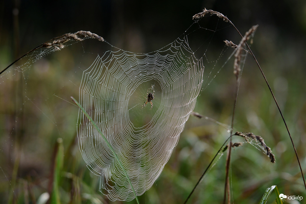 Pók hálójában...