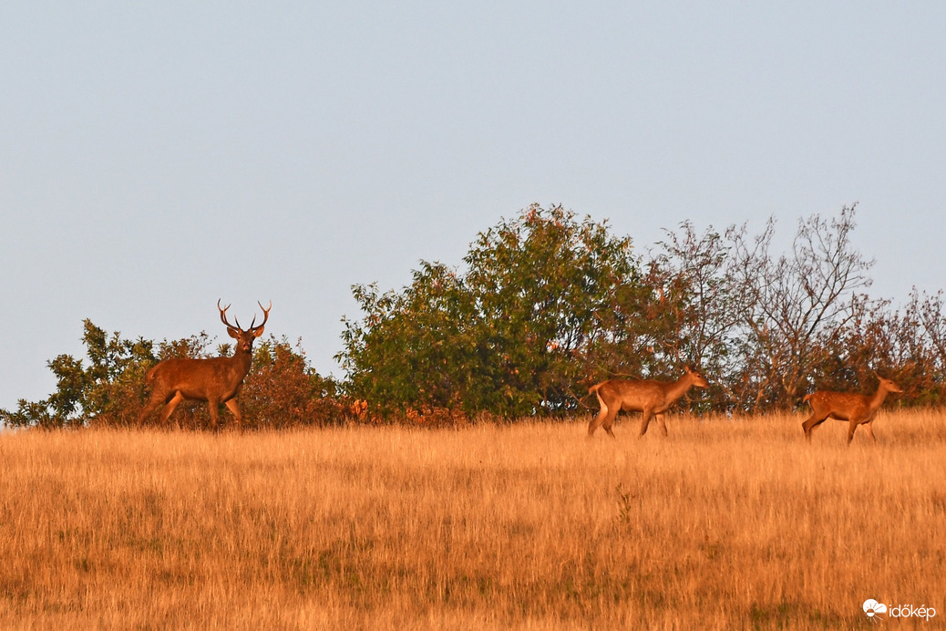 Szarvasok a dombtetőn 