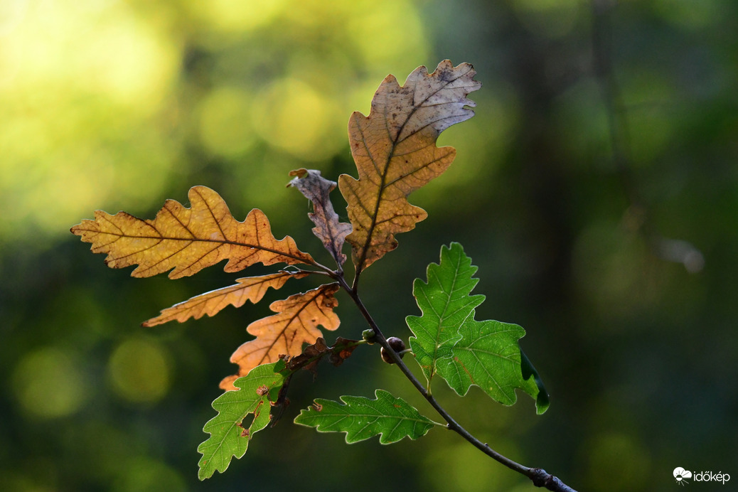 A tölgy levelei néhol már őszi színekben pompáznak