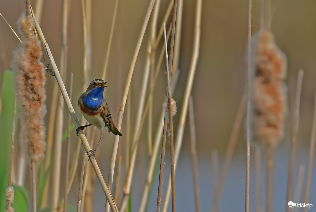 Kékbegy a nádasban