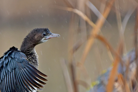 Esőben...- Kis kárókatona portré