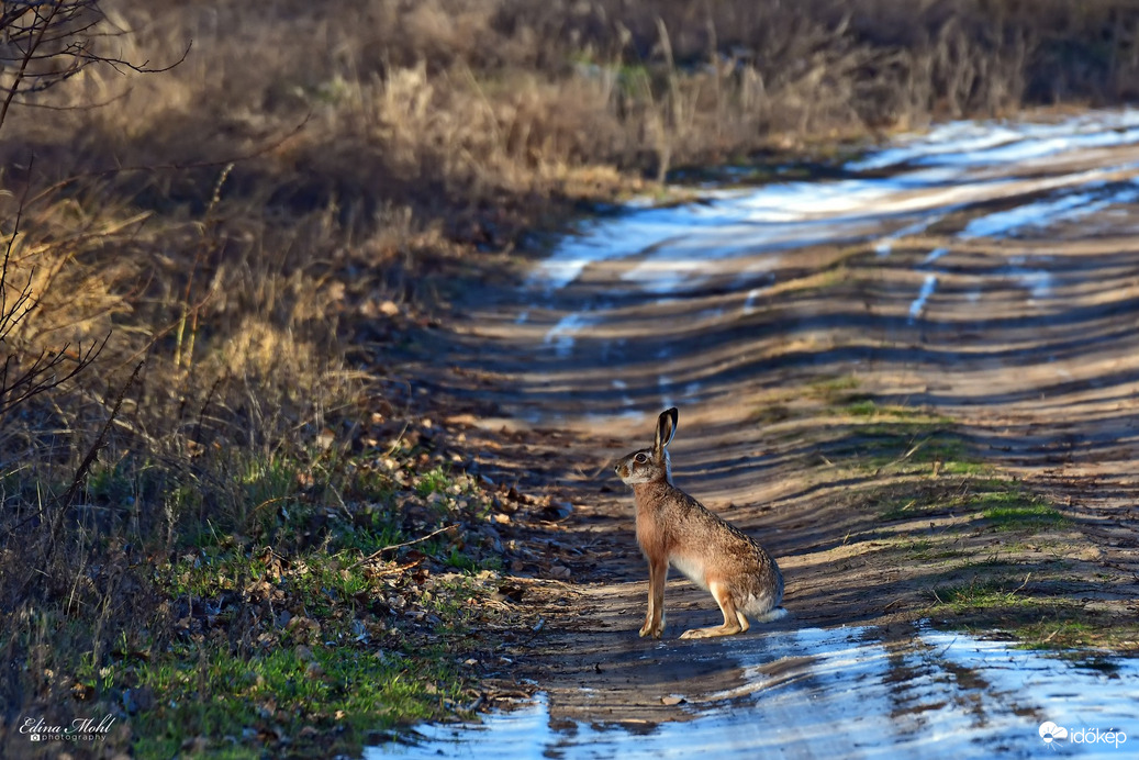 Még várni kell a nyúlra... :)