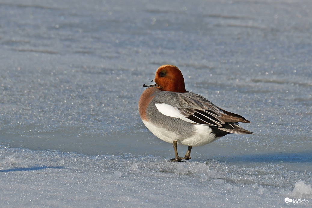 Fütyülő réce a befagyott Velencei-tavon 