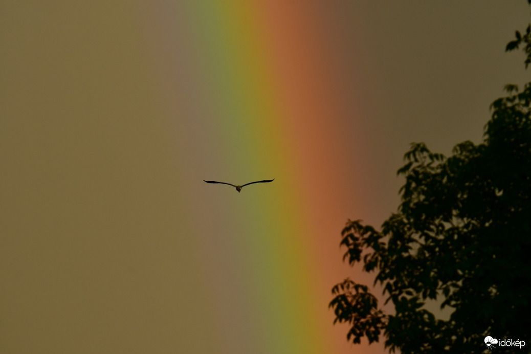 Szivárványba repülő szürke gém