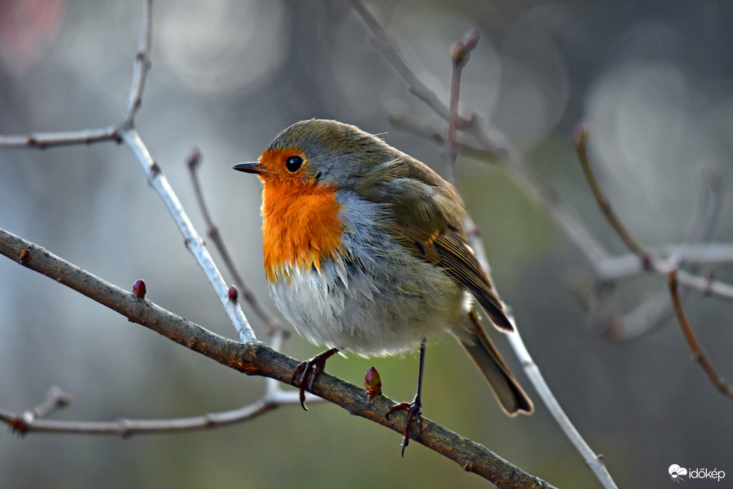 Színfolt a szürkeségben...