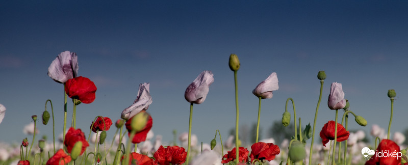 Mákvirág és Pipacs