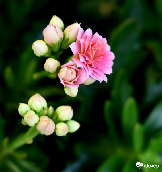 kinyillt a korall virág