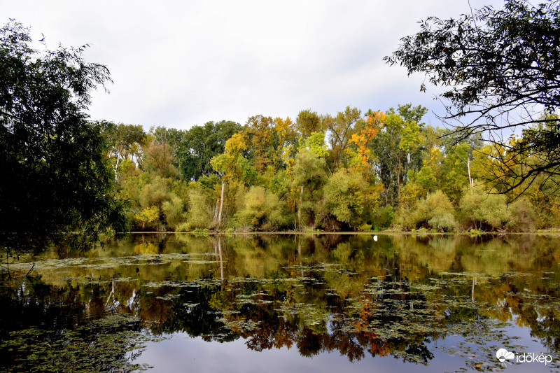 Tőserdei csendélet