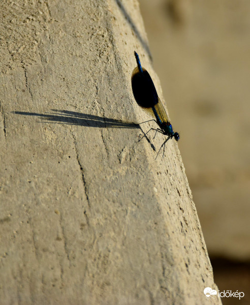 Zagyvánál jártam 4