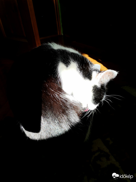 A cicám a fényben mosakodik 