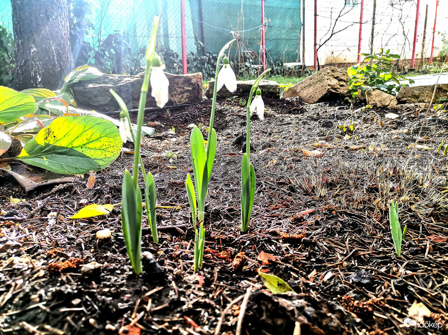 Hóvirág eső után