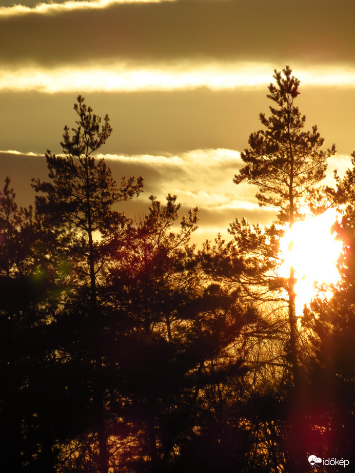 Fenyves és a lenyugvó nap