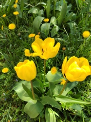 Tulipánok