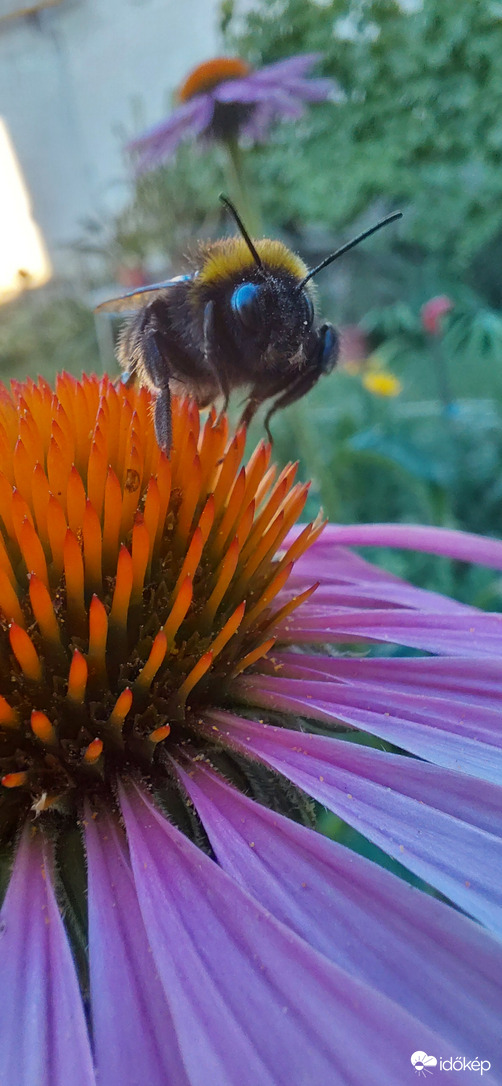 Poszméh echinacea virágon