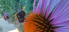 Poszméh echinacea virágon