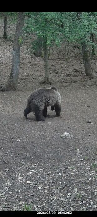 Barnamedve az Aggteleki Nemzeti Park területén