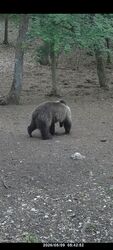 Barnamedve az Aggteleki Nemzeti Park területén