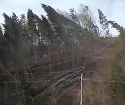 Fenyőket tör a szélvihar Ausztriában