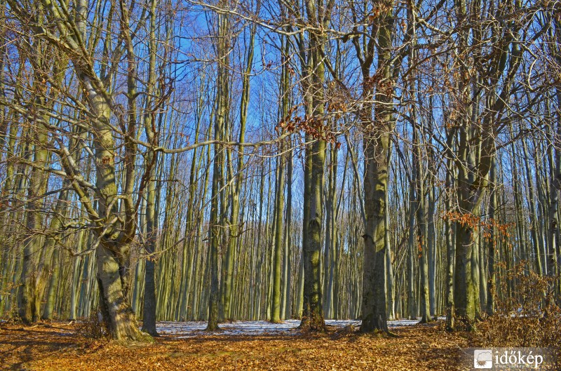 Bükkerdő
