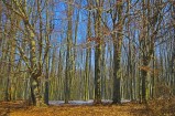 Bükkerdő