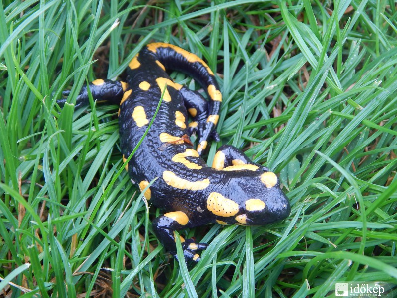 Foltos szalamandra