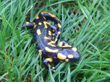 Foltos szalamandra