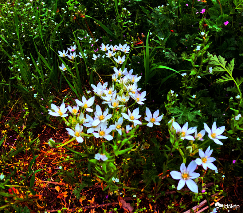 Ernyős sárma, kígyóvirág