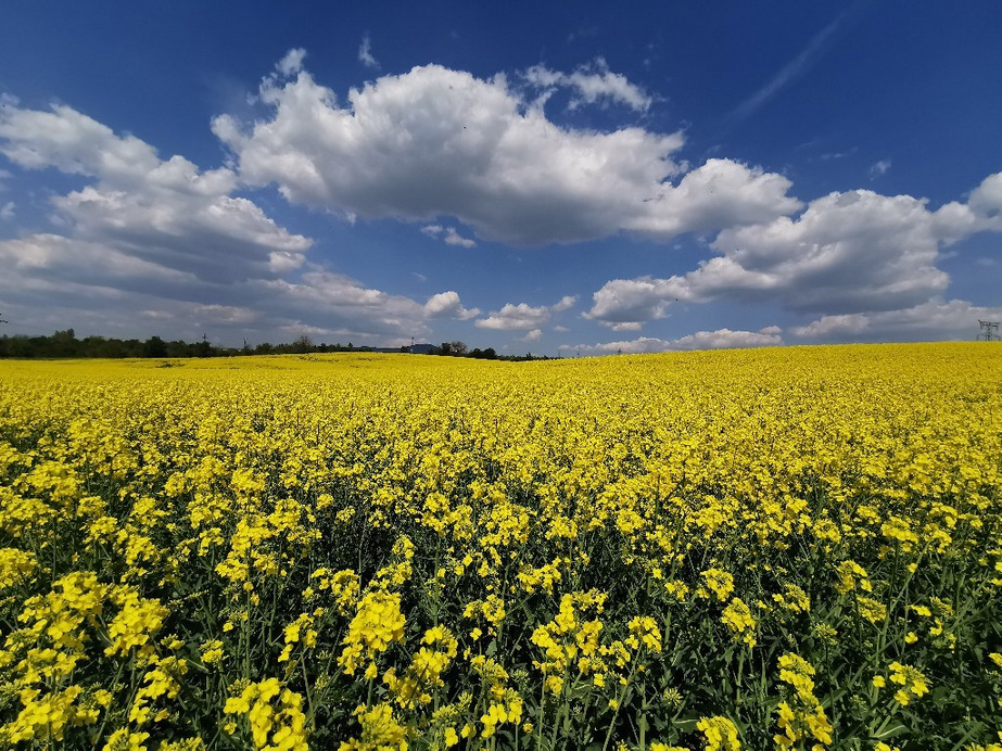Sződliget