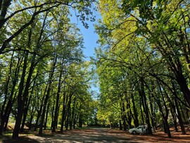 Vác