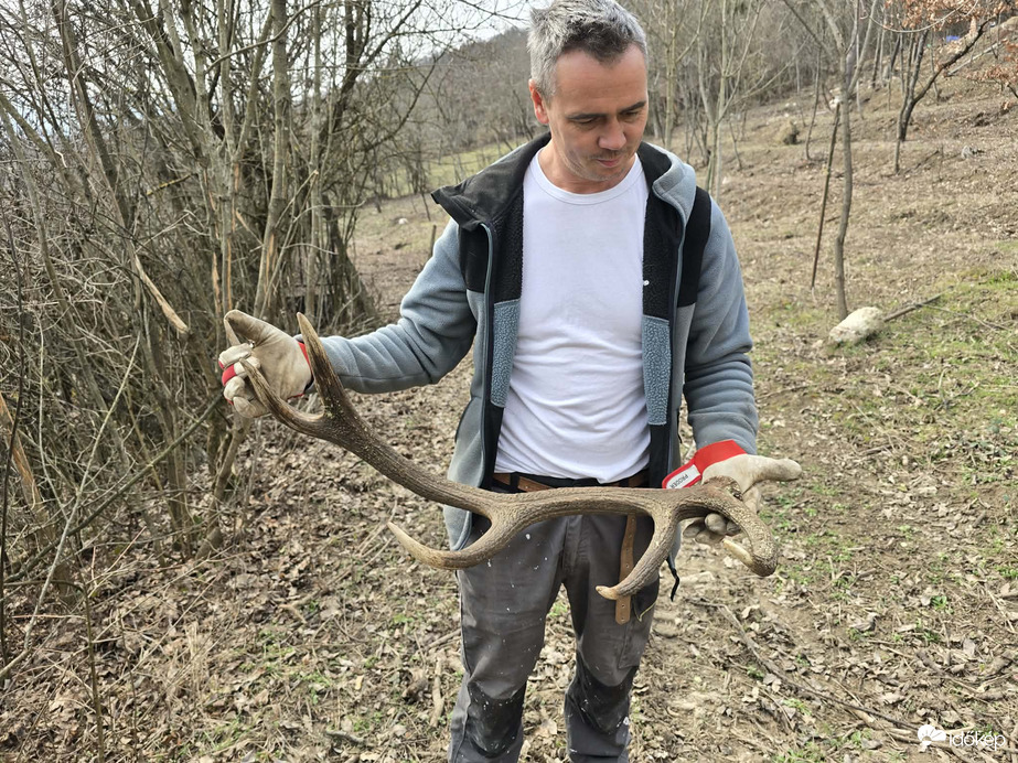 Elhullajtott szarvasagancs 