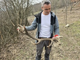 Elhullajtott szarvasagancs 