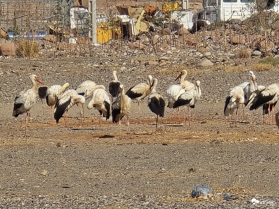 Megérkeztek a gólyák Marokkóba