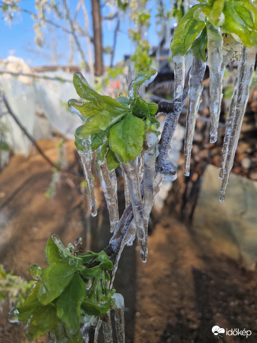 Fagyvédelmi öntözés