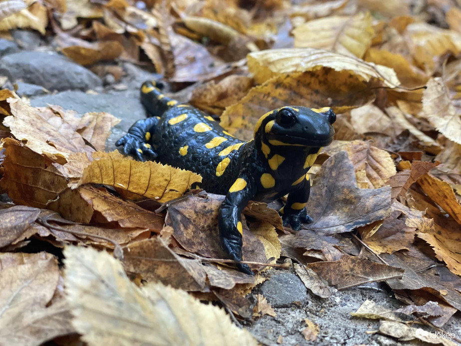 Foltos szalamandra