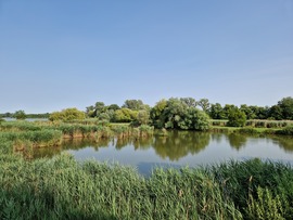 csendélet