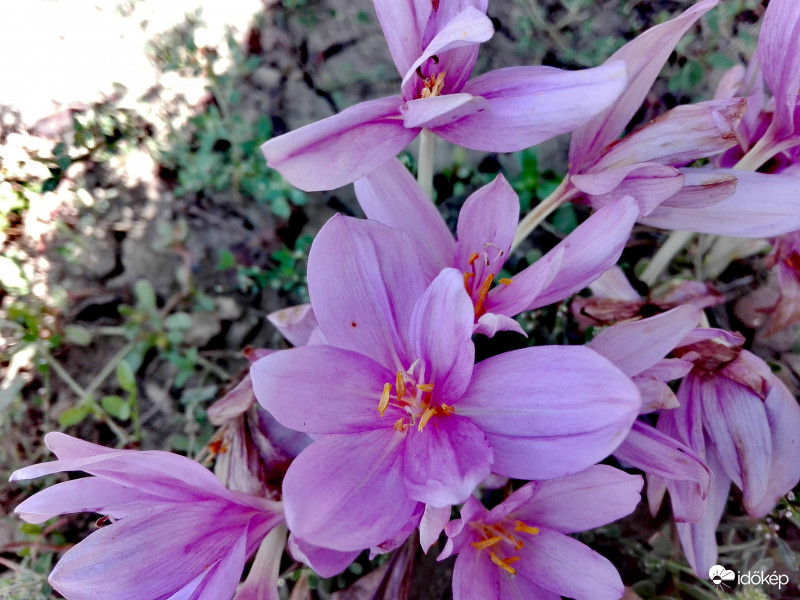 Egy napsütötte délutánon