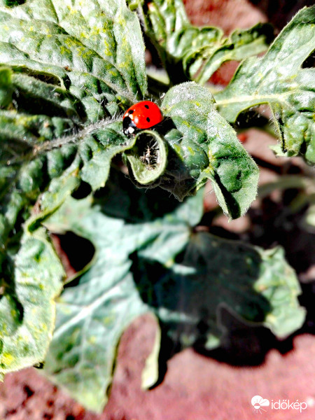 Sütkérezés a napon