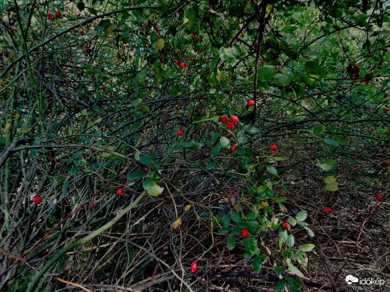 Csipkebogyó az erdőben