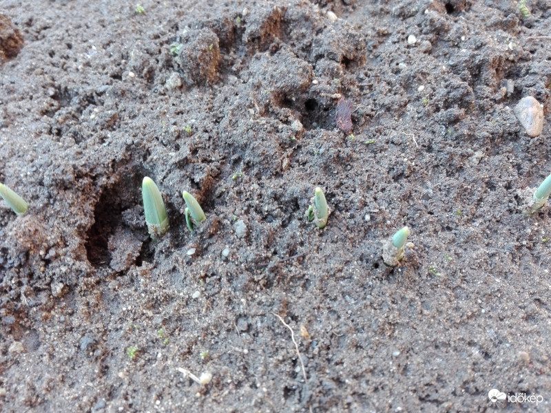 Kukucskáló hóvirág